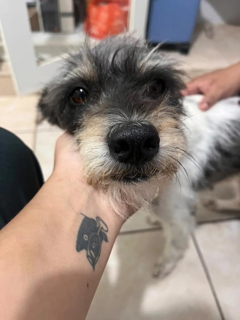 Mili, cadela de porte médio para adoção em Goiânia - GO — foto 3 de 3