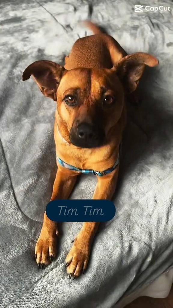 Tim Tim, cachorro de porte médio para adoção em Novo Hamburgo - RS