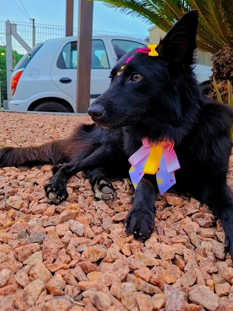 Cacau, cachorro de porte pequeno para adoção em Novo Hamburgo - RS