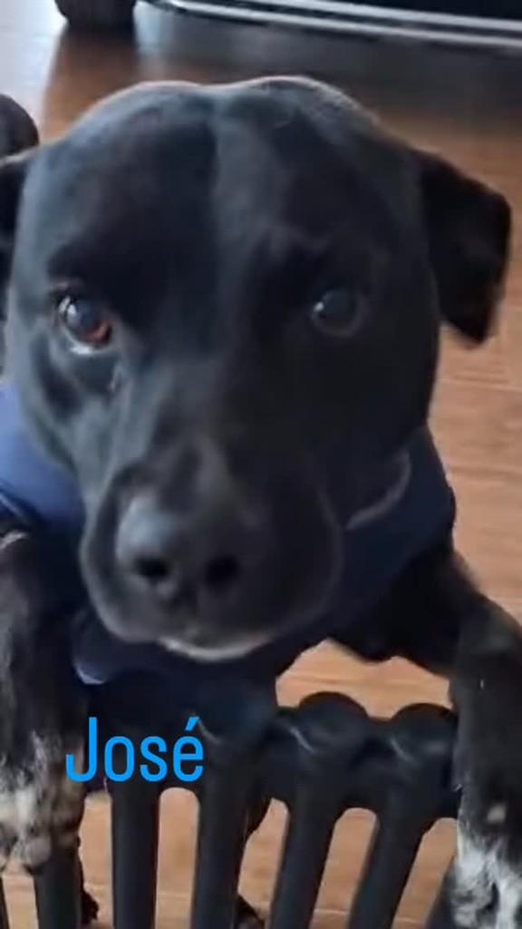 José, cachorro de porte médio para adoção em Novo Hamburgo - RS