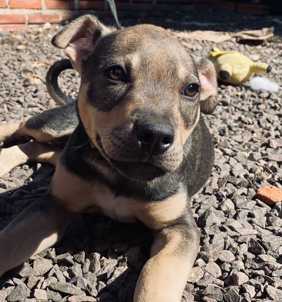 Cookie, cachorro de porte médio para adoção em Novo Hamburgo - RS