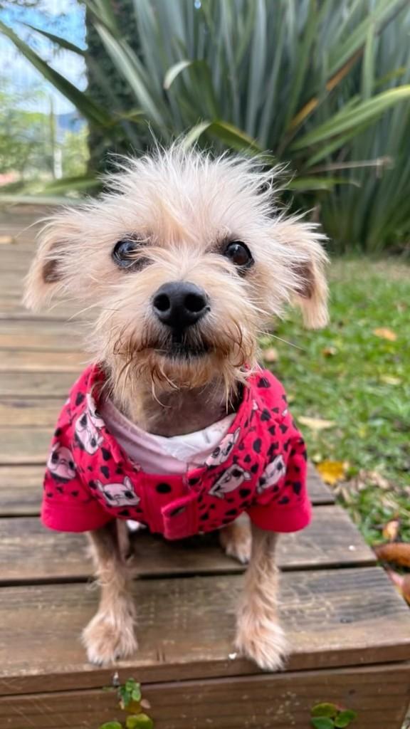 Baunilha, cachorro de porte pequeno para adoção em Novo Hamburgo - RS