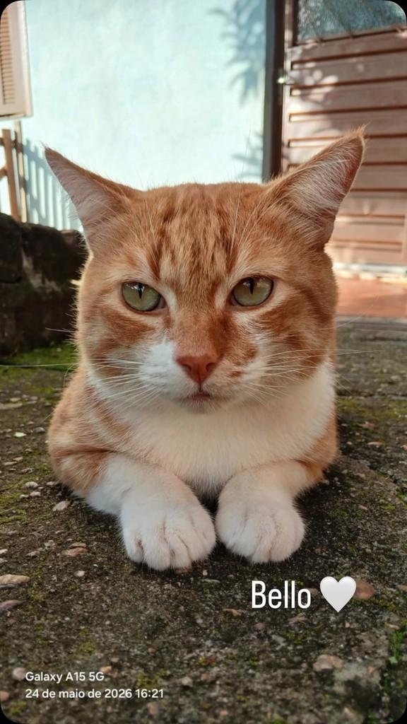Bello, gato de porte médio para adoção em Novo Hamburgo - RS