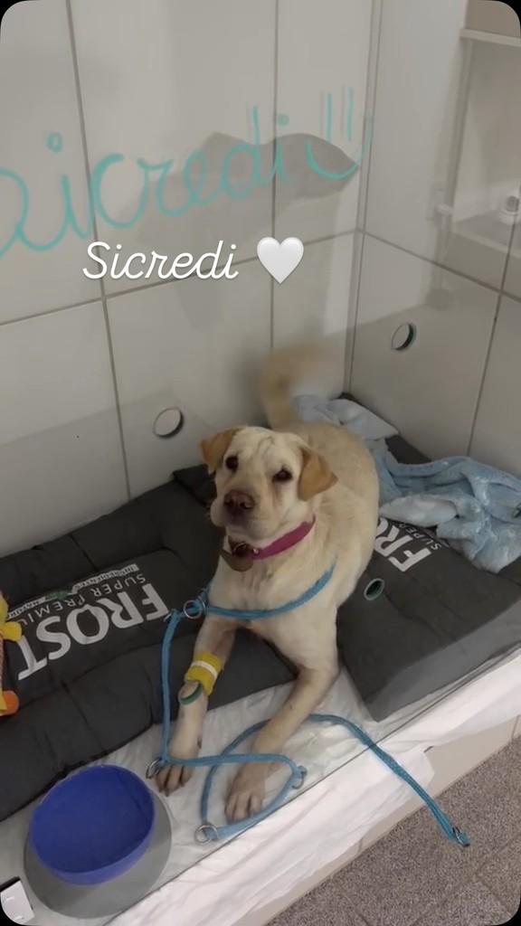 Sicredi, cadela de porte médio para adoção em Novo Hamburgo - RS