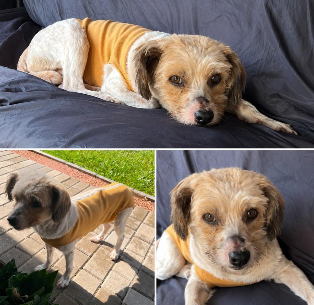Amora, cachorro de porte pequeno para adoção em Novo Hamburgo - RS