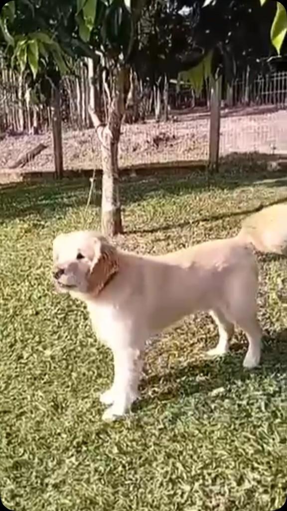 Goldinho, cachorro de porte grande para adoção em Novo Hamburgo - RS