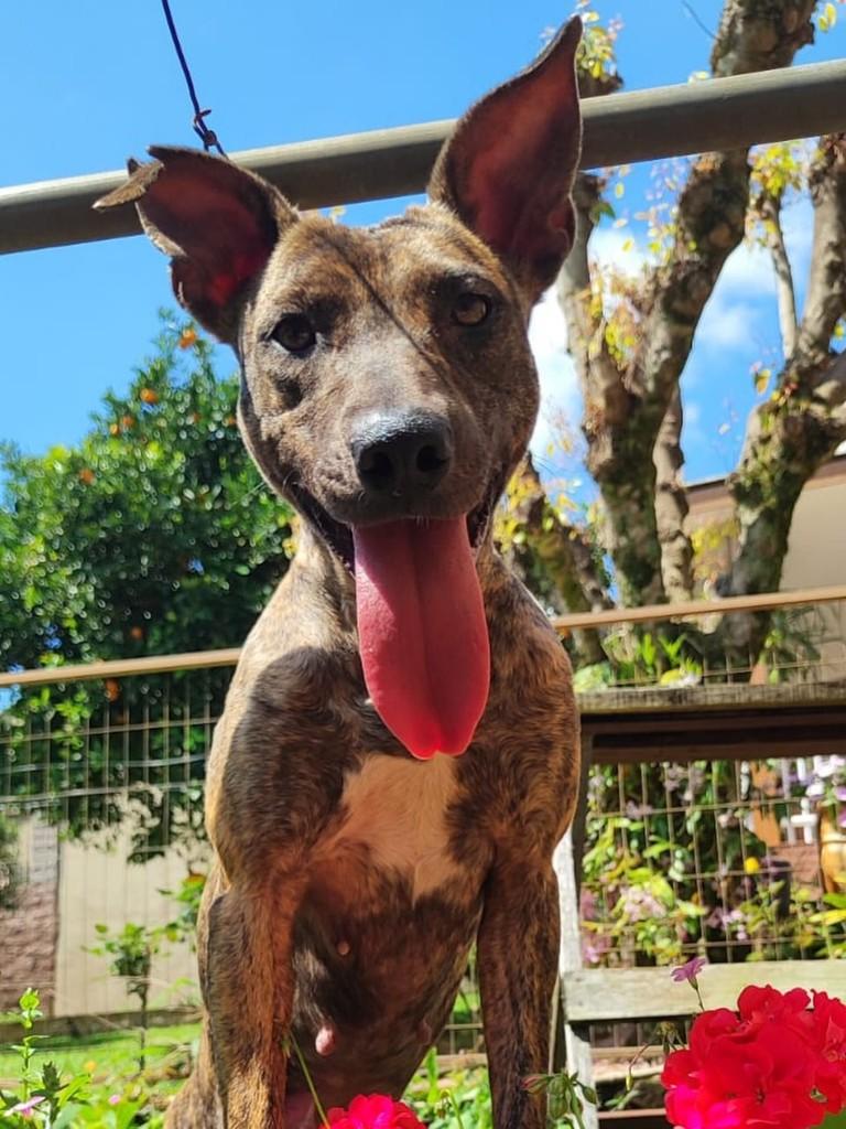 Estrela, cadela de porte médio para adoção em Novo Hamburgo - RS