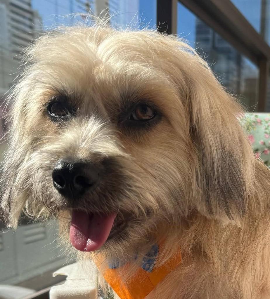 Dorito, cachorro de porte grande para adoção em Torres - RS