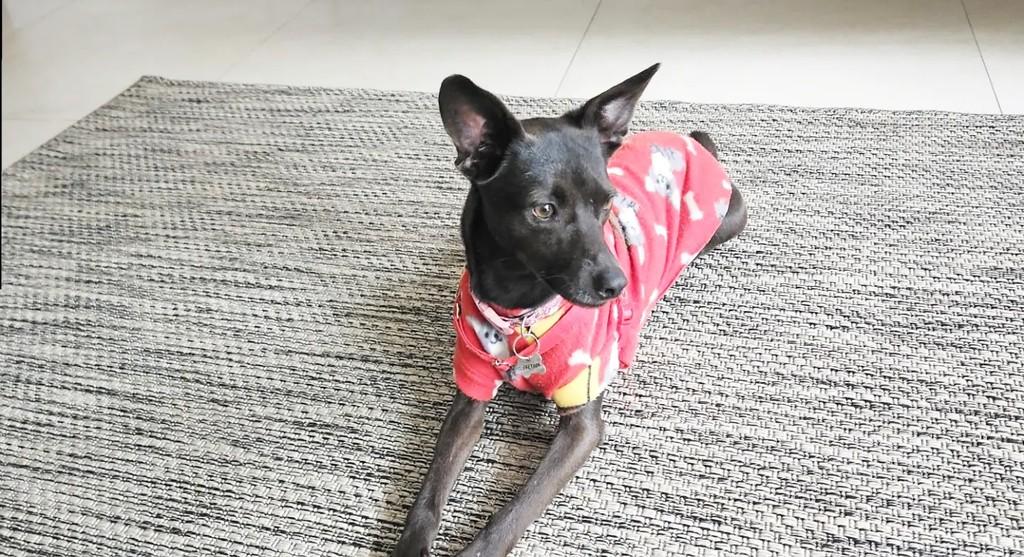 Laika, cadela de porte pequeno para adoção em Torres - RS