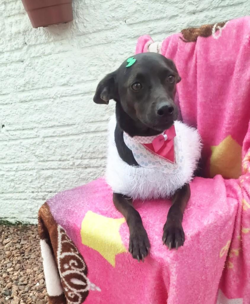 Laika, cadela de porte pequeno para adoção em Torres - RS — foto 3 de 3