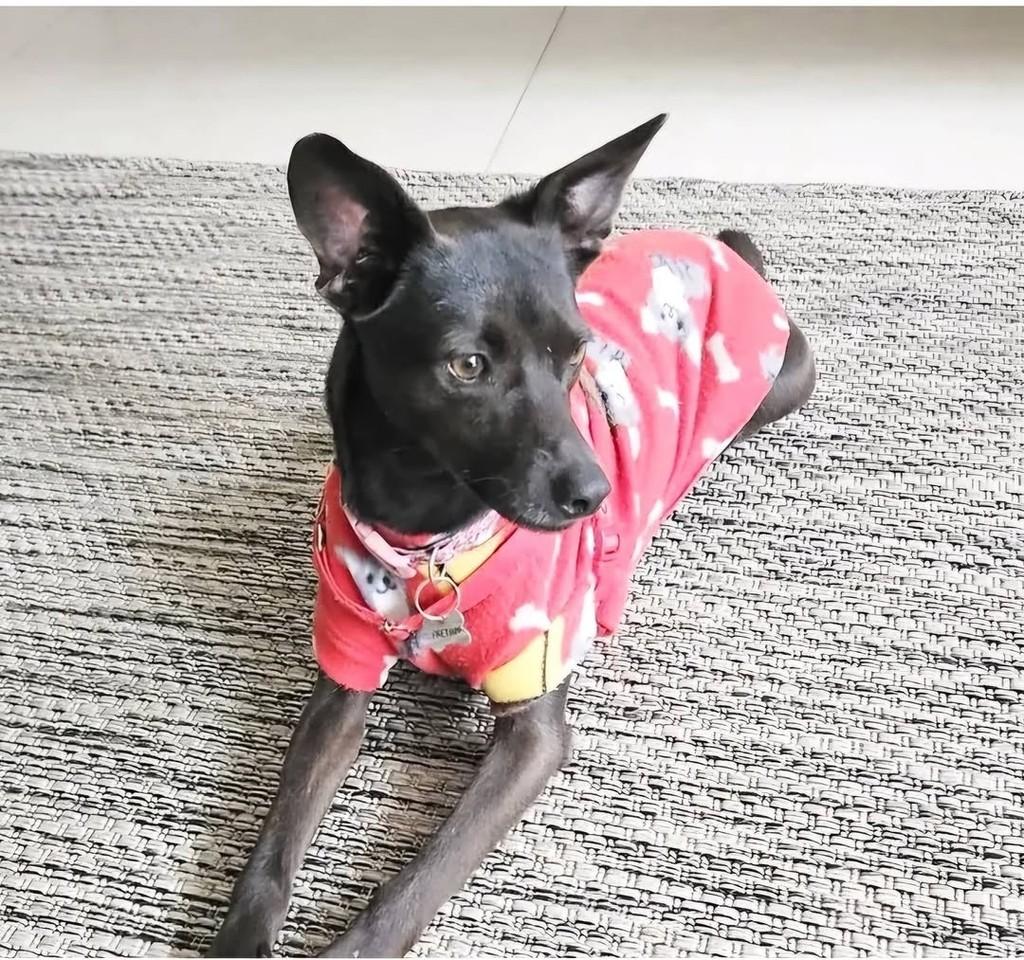 Bella, cadela de porte pequeno para adoção em Torres - RS