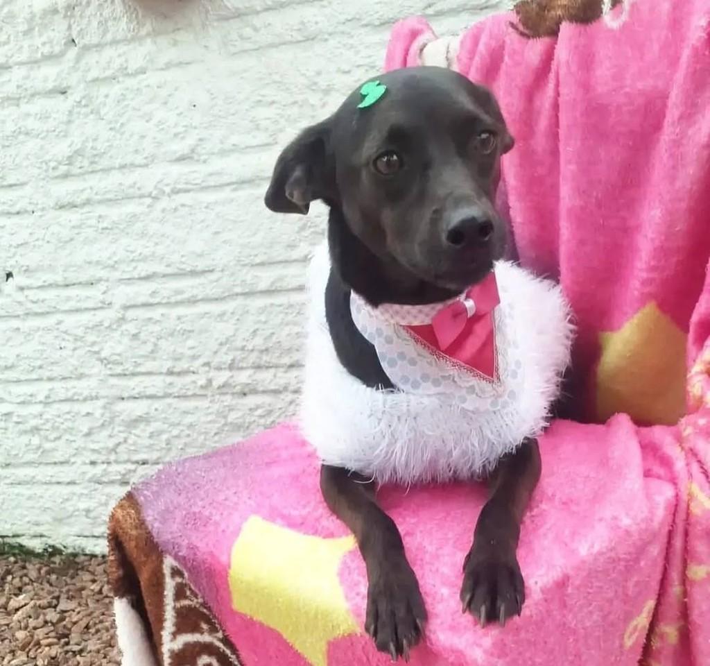 Bella, cadela de porte pequeno para adoção em Torres - RS — foto 2 de 3