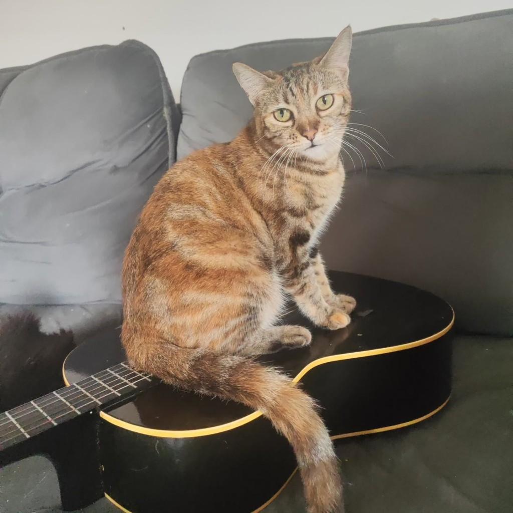 Isadora, gato de porte médio para adoção em Salvador - BA