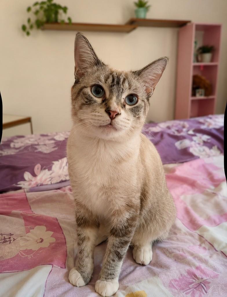 Lara, gata de porte pequeno para adoção em Salvador - BA