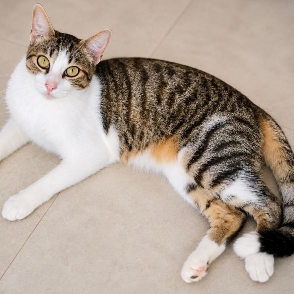 Giorgio, gato de porte pequeno para adoção em Salvador - BA