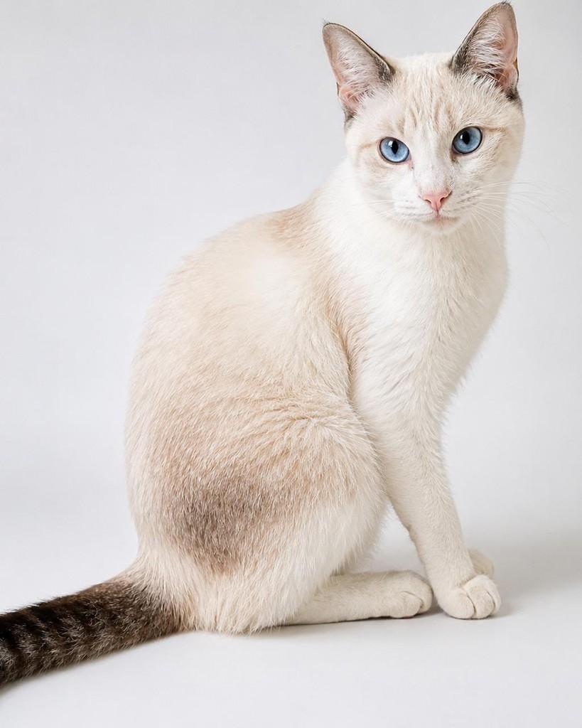 Nina, gata de porte pequeno para adoção em Salvador - BA