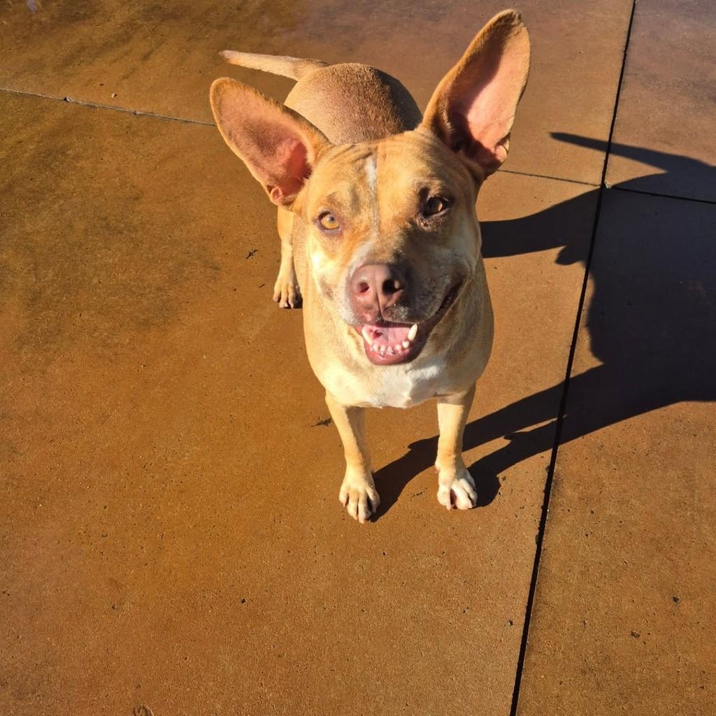 Romeu, cachorro de porte médio para adoção em Ribeirão Preto - SP