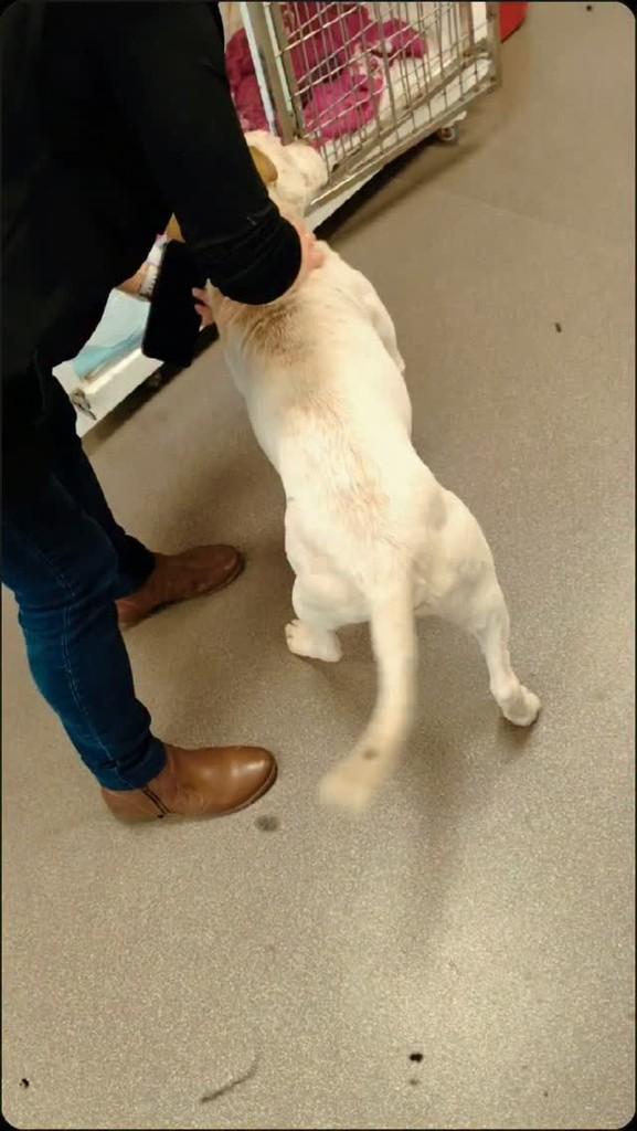 Mateus, cachorro de porte médio para adoção em Caxias do Sul - RS
