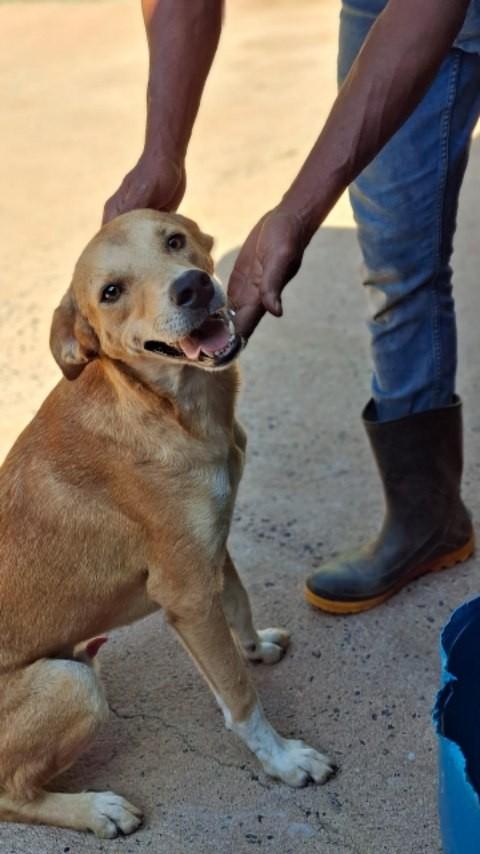 Coringa, cachorro de porte médio para adoção em Descalvado - SP