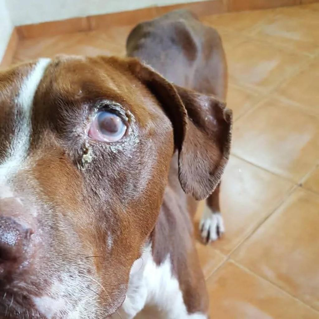 Capitão, cachorro de porte médio para adoção em Descalvado - SP