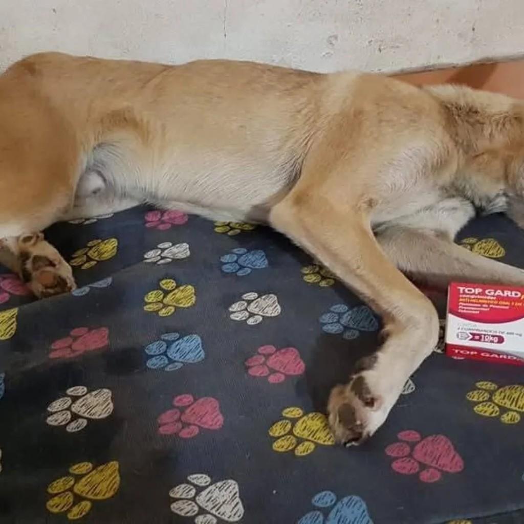 Pedro, cachorro de porte médio para adoção em Descalvado - SP