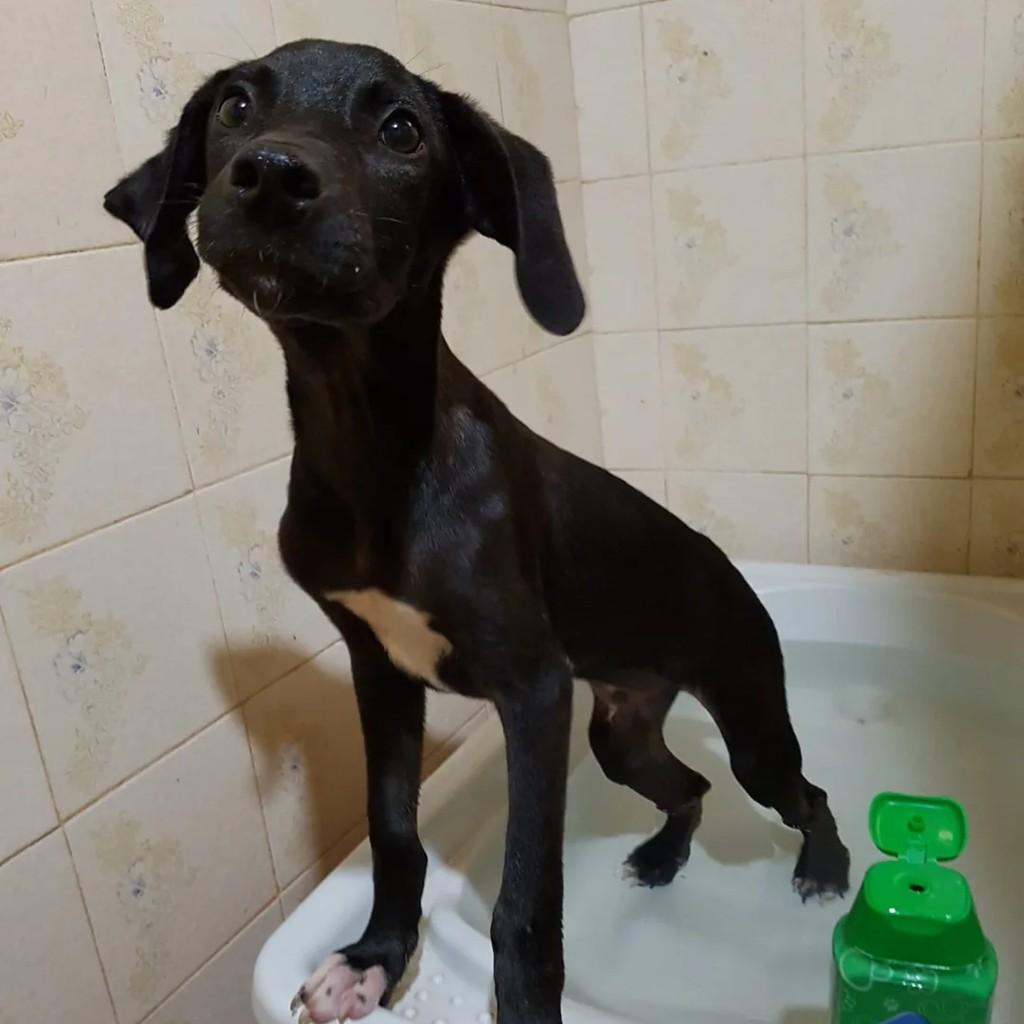 Varex, cachorro de porte médio para adoção em Descalvado - SP