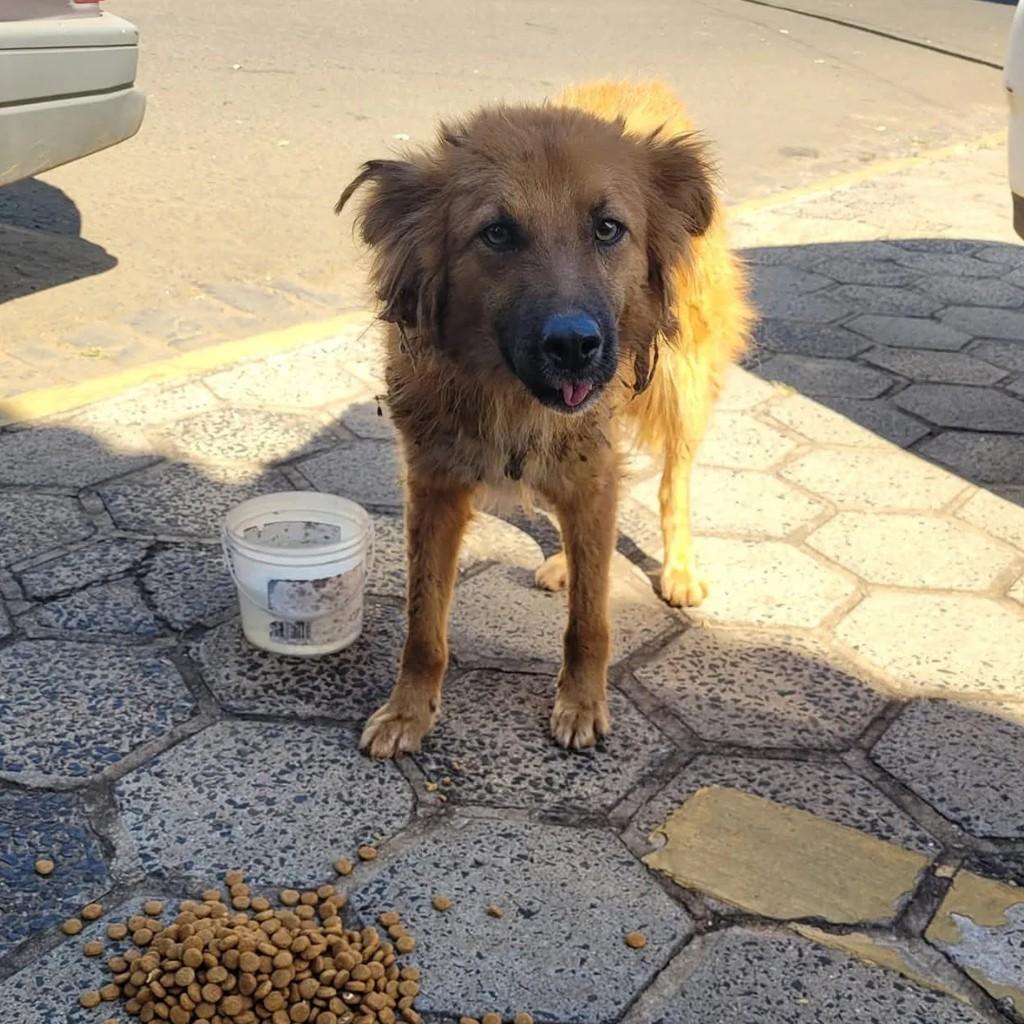 Invisível, cachorro de porte médio para adoção em Descalvado - SP