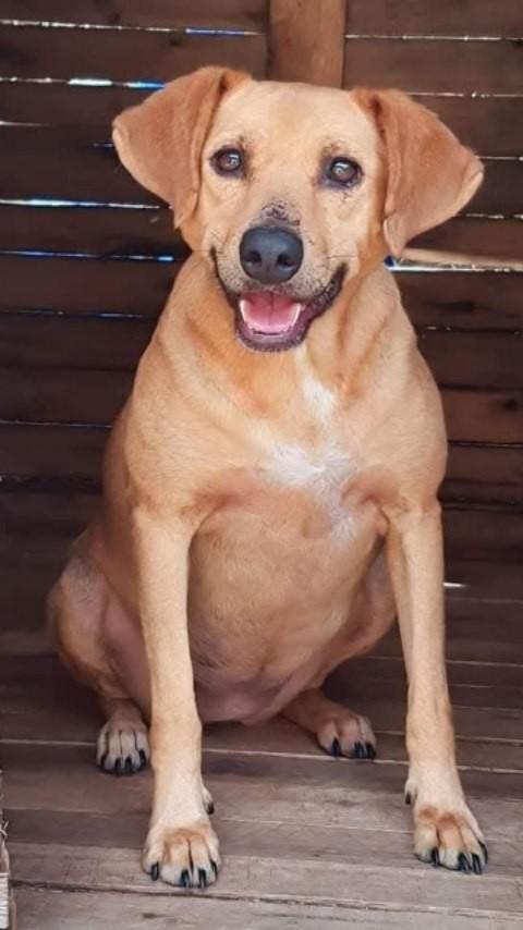Mili, cachorro de porte médio para adoção em Descalvado - SP