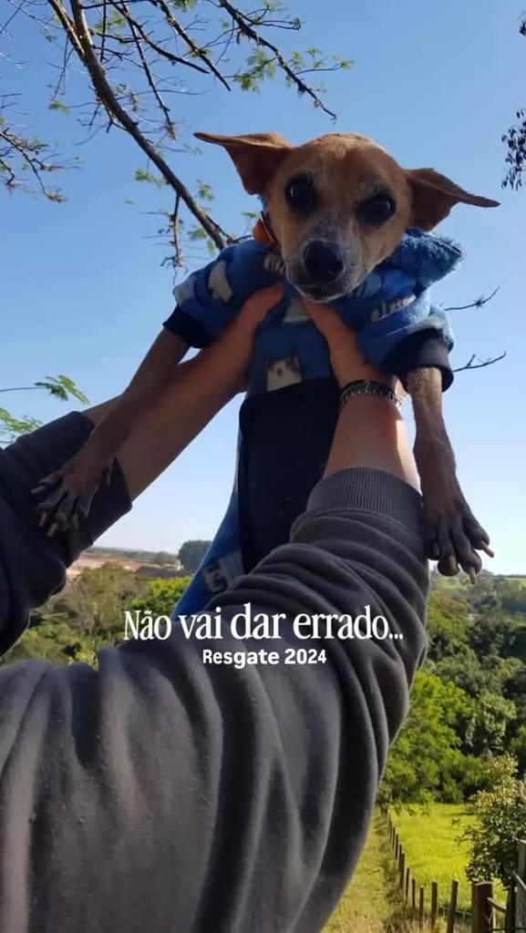 Abigail, cachorro de porte pequeno para adoção em Descalvado - SP