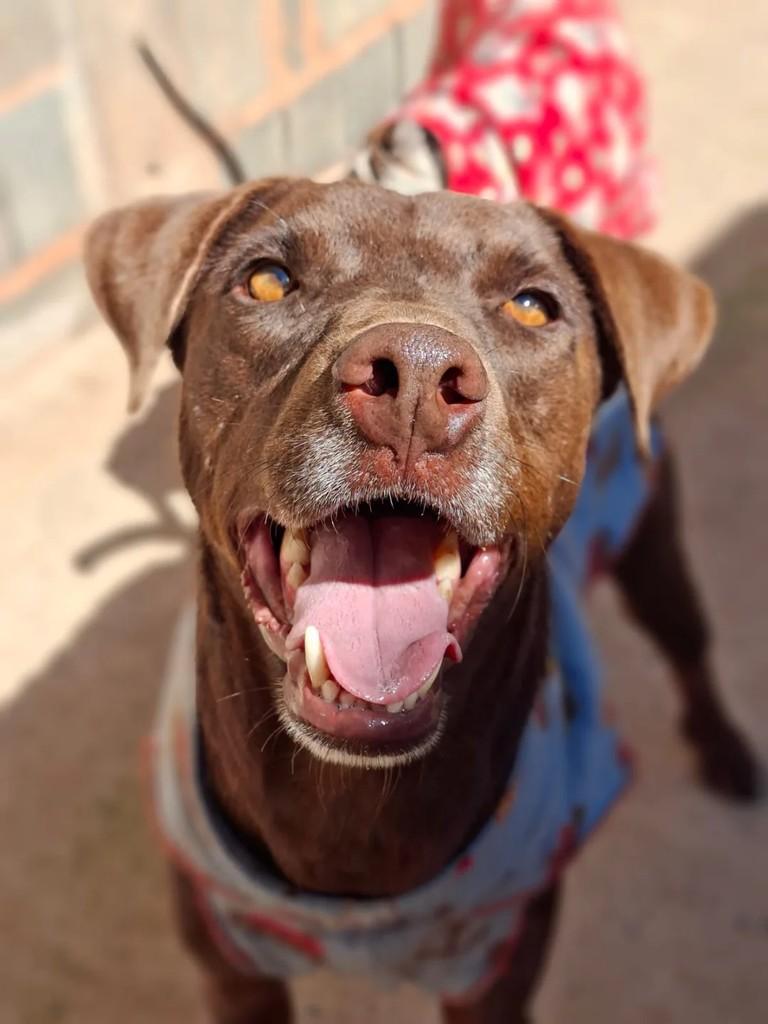 Popeye, cachorro de porte médio para adoção em Descalvado - SP