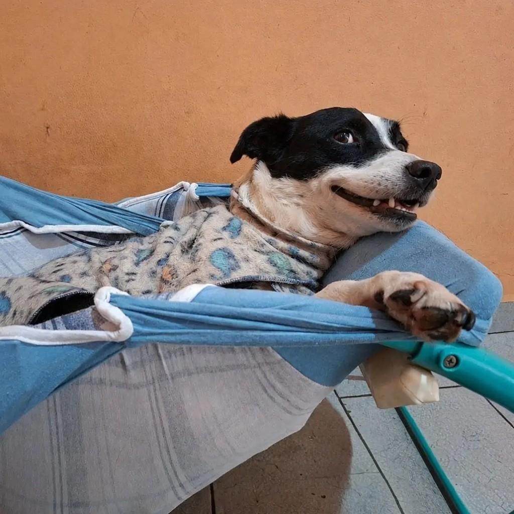 Vida, cachorro de porte pequeno para adoção em Descalvado - SP