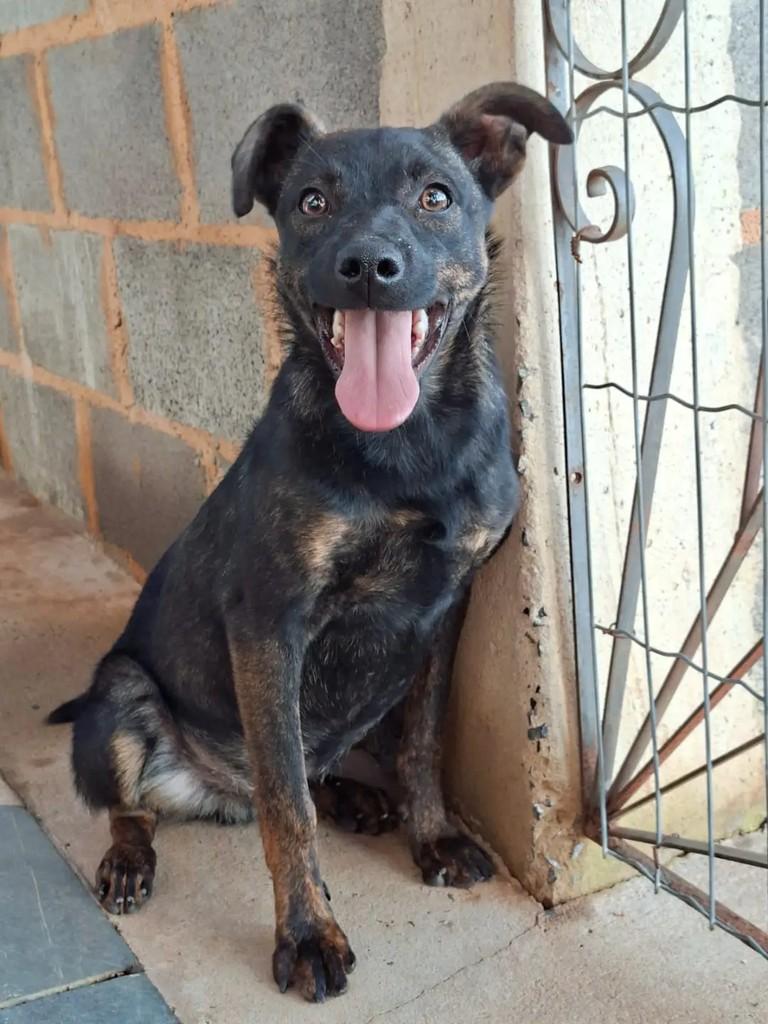 Milton, cachorro de porte pequeno para adoção em Descalvado - SP