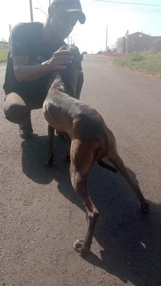 Olivia, cachorro de porte médio para adoção em Descalvado - SP