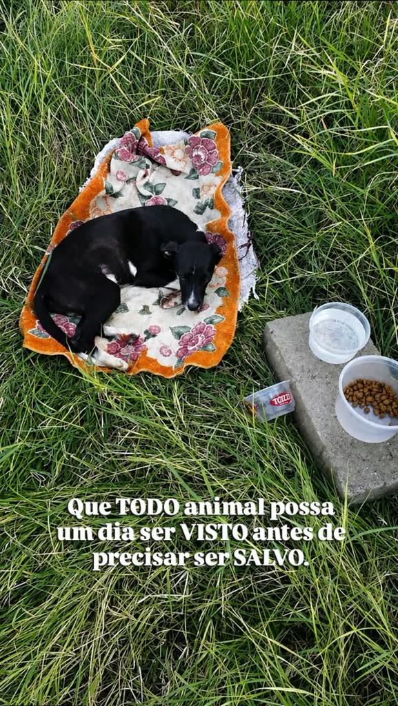 Nico, cachorro de porte pequeno para adoção em Descalvado - SP