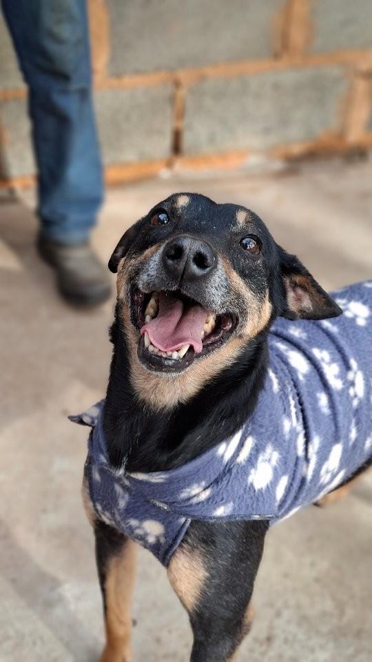 Theo, cachorro de porte médio para adoção em Descalvado - SP