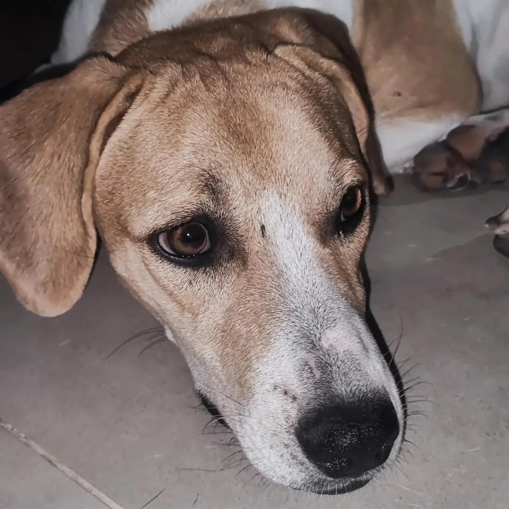 Cachorra Maravilhosa, cadela de porte médio para adoção em Ecoporanga - ES