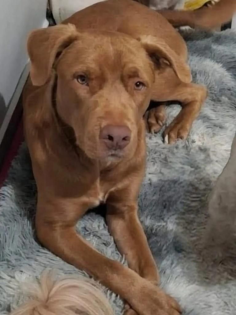 Apollo, cachorro de porte médio para adoção em Blumenau - SC