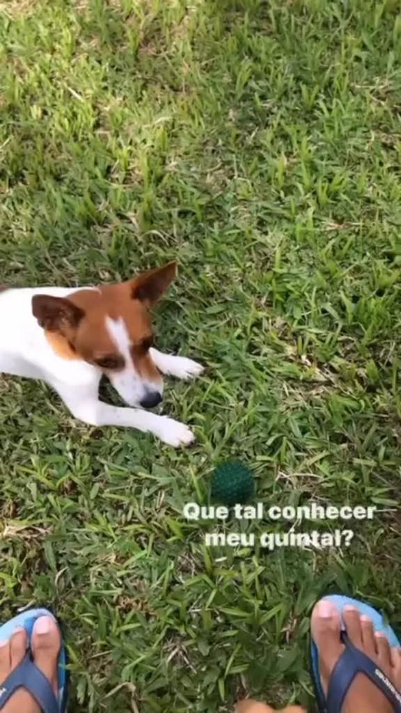 Bruce, cachorro de porte médio para adoção em Blumenau - SC