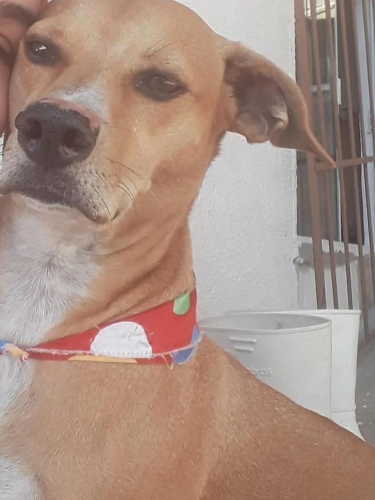 Caramelo, cachorro de porte médio para adoção em Blumenau - SC