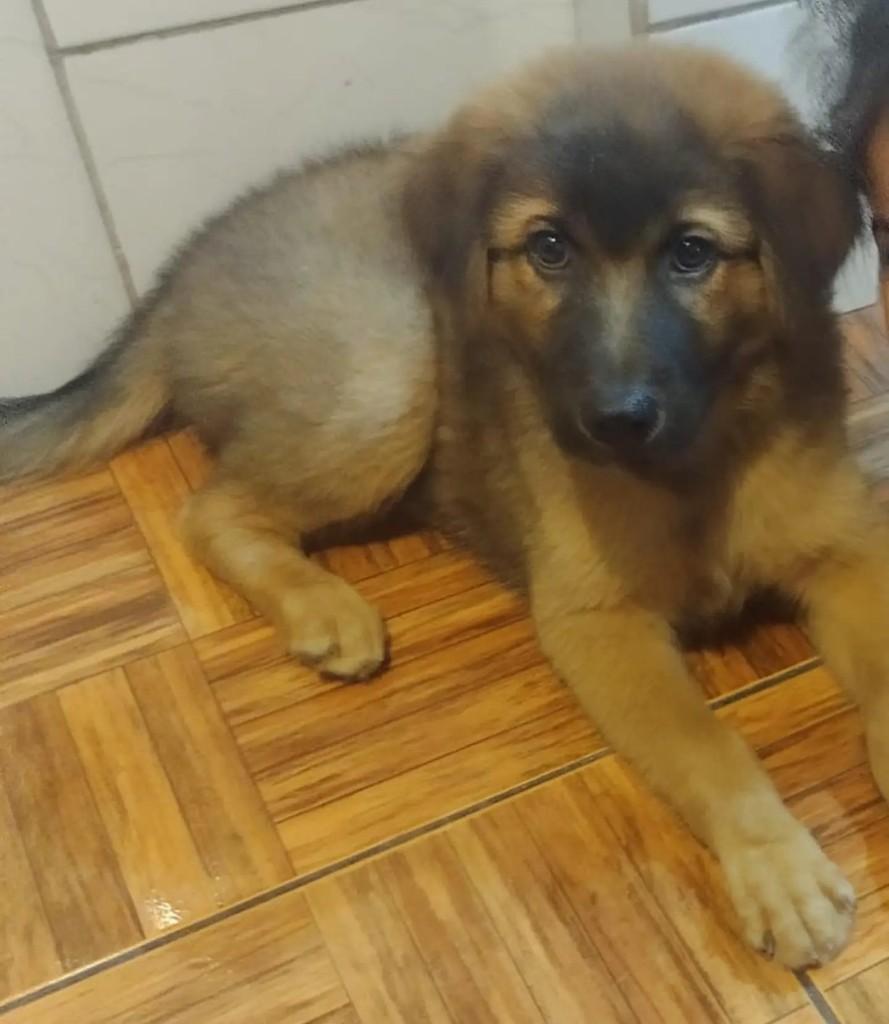 Thene, cachorro de porte grande para adoção em Blumenau - SC