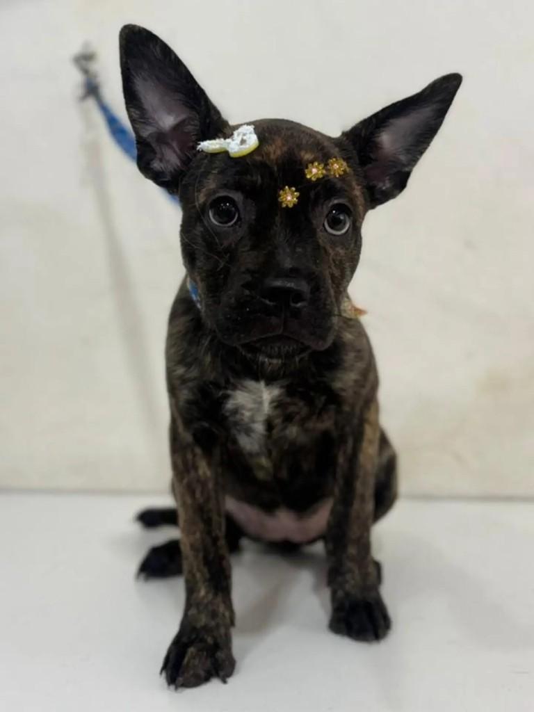 Srd com buldog, cadela de porte pequeno para adoção em Blumenau - SC
