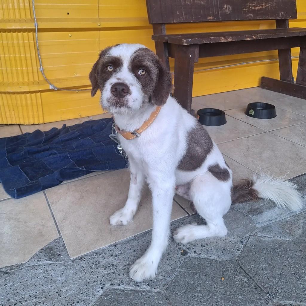 Bob, cachorro de porte médio para adoção em Blumenau - SC