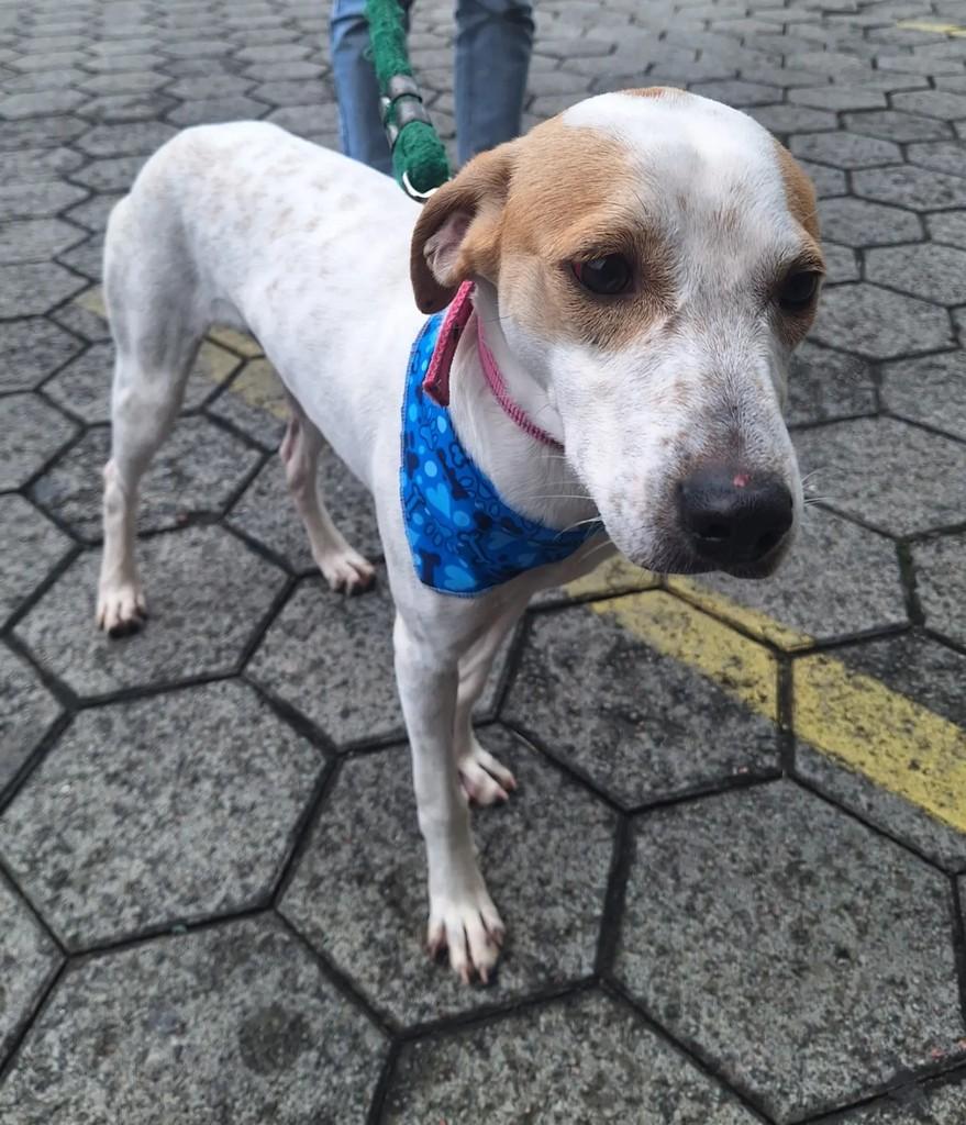 Roni, cachorro de porte médio para adoção em Blumenau - SC