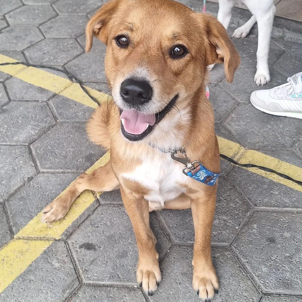Bethoven, cachorro de porte grande para adoção em Blumenau - SC