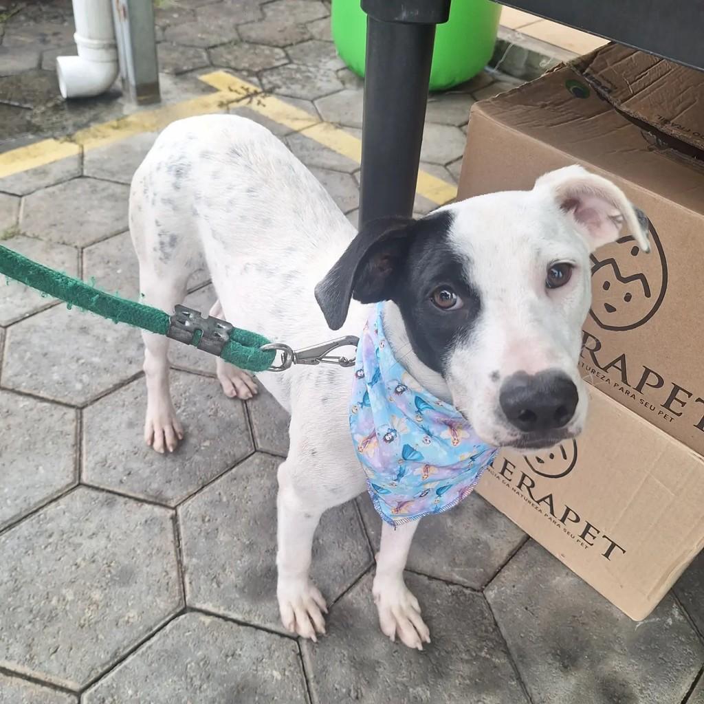 Meg, cadela de porte pequeno para adoção em Blumenau - SC