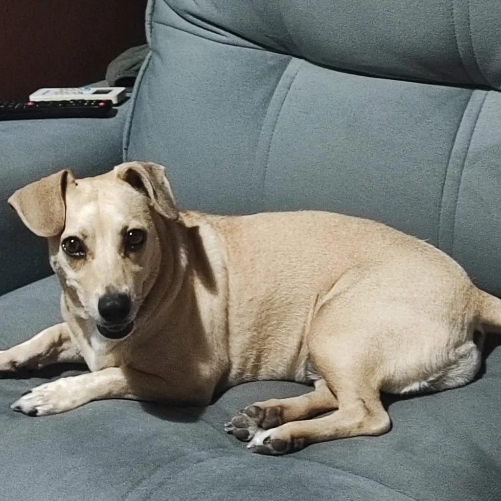 Maya, cadela de porte pequeno para adoção em Blumenau - SC