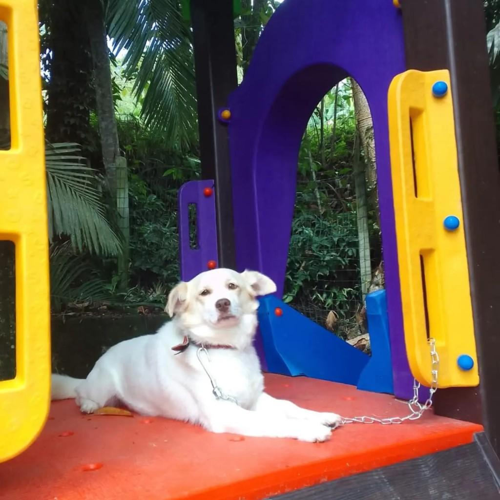 Noha, cachorro de porte médio para adoção em Blumenau - SC