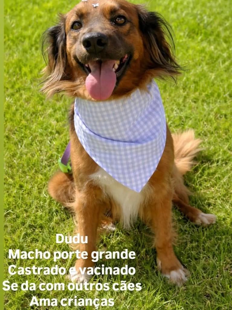Dudu, cachorro de porte grande para adoção em Blumenau - SC
