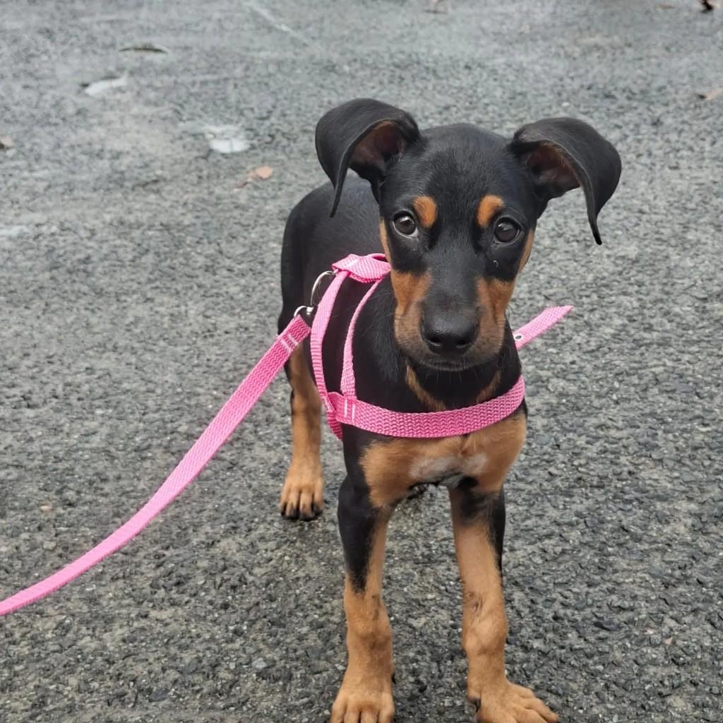 Uma querida e brincalhona, cadela de porte médio para adoção em Blumenau - SC