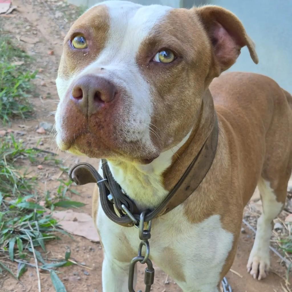 Odin, cachorro de porte médio para adoção em Blumenau - SC